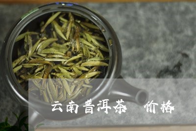 云南普洱茶 价格/2023031707160